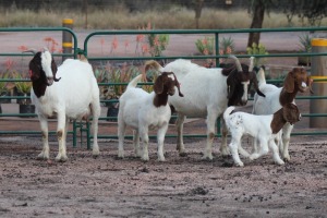 2X BOERBOK OOI/EWE JIM MAKGAE (Pay per item/animal to take all in lot)