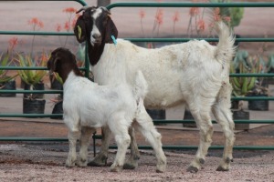 1X BOERBOK OOI/EWE KAREL JACOBS