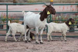 1X BOERBOK OOI/EWE KAREL JACOBS (Pay per item/animal to take all in lot)