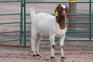 1X BOERBOK OOI/EWE KAREL JACOBS