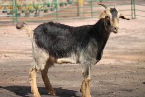 1X BOK HAMMEL RAM WILLEM VAN HEERDEN