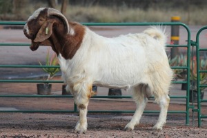 1X BOERBOK RAM AMANDA