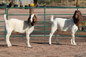 2X BOERBOK RAM AMANDA (Pay per item/animal to take all in lot)