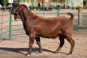 1X KALAHARI RED RAM HENK AGENBACHT