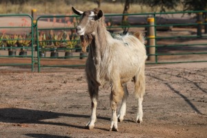 1X TOGGENBURG RAM H. KLEYNHANS