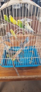 X Budgies Willie Engelbrecht (Pay per item/animal to take all in lot)
