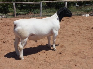 1X Dorper Ram Hilton Spangenberg - STOET/STUD