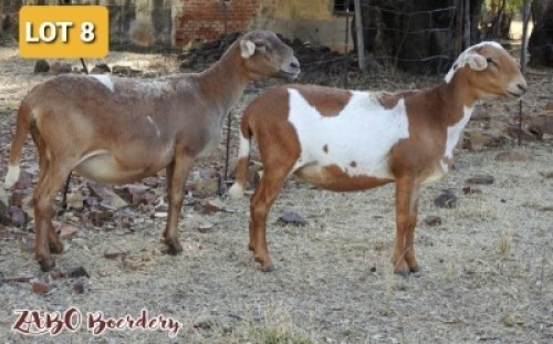 1X MEATMASTER OOI/EWE ZABO MEATMASTERS (Pay per Animal to take all in lot)