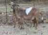 1X MEATMASTER OOI/EWE ZABO MEATMASTERS (Pay per Animal to take all in lot) - 2