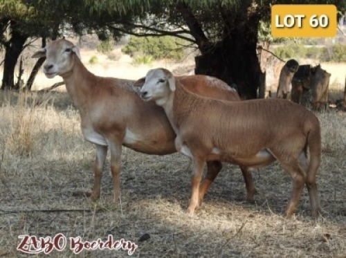 1+1X MEATMASTER OOI/EWE ZABO MEATMASTERS (Pay per Animal to take all in lot)
