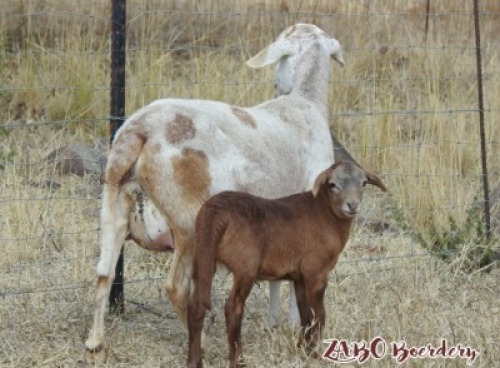 1+1X MEATMASTER OOI/EWE ZABO MEATMASTERS (Pay per Animal to take all in lot)