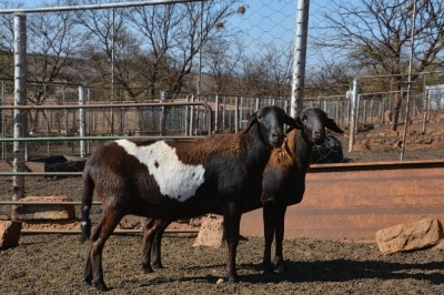 1X MEATMASTER OOI/EWE LAPFONTEIN MEATMASTERS (Pay per Animal to take all in lot)