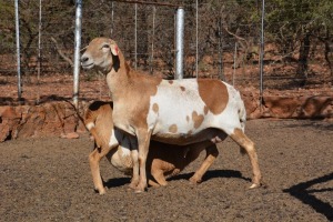 2X MEATMASTER OOI/EWE LAPFONTEIN MEATMASTERS (Pay per Animal to take all in lot)