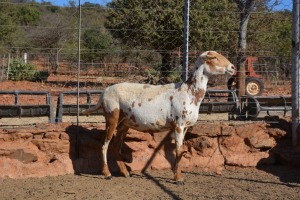 3X MEATMASTER OOI/EWE LAPFONTEIN MEATMASTERS (Pay per Animal to take all in lot)