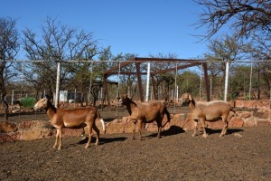 3X MEATMASTER OOI/EWE LAPFONTEIN MEATMASTERS (Pay per Animal to take all in lot)