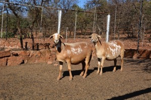 2X MEATMASTER OOI/EWE LAPFONTEIN MEATMASTERS (Pay per Animal to take all in lot)