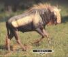 2X Konings Wildebees vers V/F:2 THAKADU SAFARIS (Per Piece to take the lot/Per stuk om lot te neem) - 2