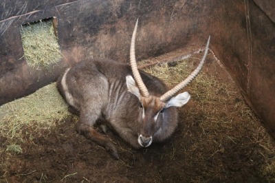 1X Waterbok M:1 BONE MINNAAR