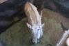 1X Eland M:1 MADELEIN ROBINSON NATURE RESERVE