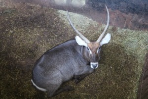 1X Waterbok M:1 BONE MINNAAR