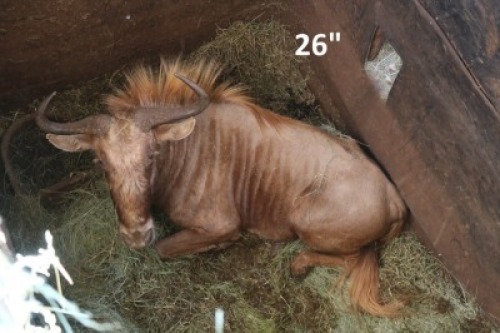 1X Goue Wildebees M:1 THAKADU SAFARIS