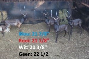 4X Swart Rooibok M:4 ANELBRI EDMS BPK (Per Piece to take the lot/Per stuk om lot te neem)