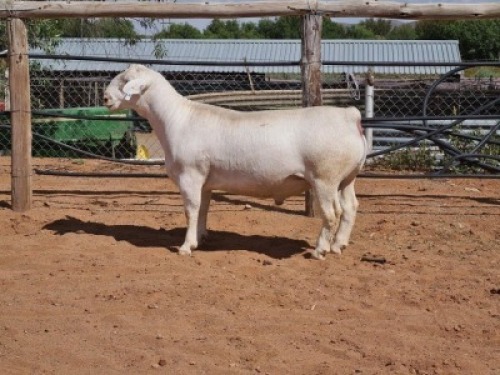 1X WIT Dorper Ram Hilton Spangenberg - STOET/STUD