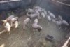 19X Blesbok MARNUS STEYL (Per Piece to take the lot/Per stuk om lot te neem)