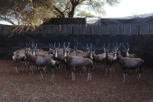 28X Blesbok V/F:28 MARNUS STEYL (Per Piece to take the lot/Per stuk om lot te neem)