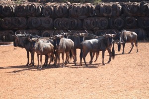 9X Blouwildebees V/F:9 LOURENS HAMMAN (Per Piece to take the lot/Per stuk om lot te neem)