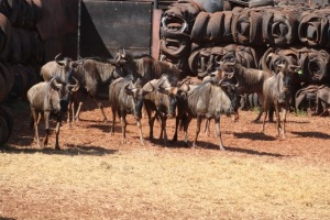 10X Blouwildebees V/F:10 LOURENS HAMMAN (Per Piece to take the lot/Per stuk om lot te neem)