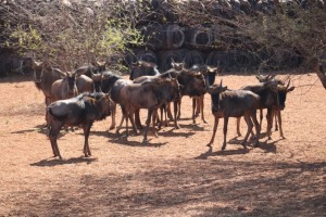 13X Blouwildebees LOURENS HAMMAN (Per Piece to take the lot/Per stuk om lot te neem)