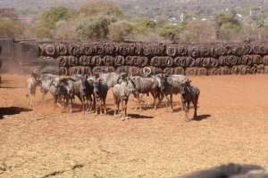 14X Blouwildebees M:3 V/F:11 LEON VAN DER MERWE (Per Piece to take the lot/Per stuk om lot te neem)