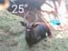 1X Njala M:1 DAWID SNYMAN