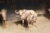 1X Goue Wildebees M:1 28 1/2" : RAZORBACK SERVICES CC