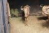 1X Goue Wildebees M:1 RAZORBACK SERVICES CC