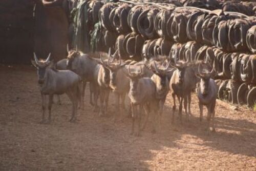 12X Blouwildebees LEON VAN DER MERWE (Per Piece to take the lot/Per stuk om lot te neem)