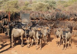 8X Blouwildebees V/F:8 LEON VAN DER MERWE (Per Piece to take the lot/Per stuk om lot te neem)