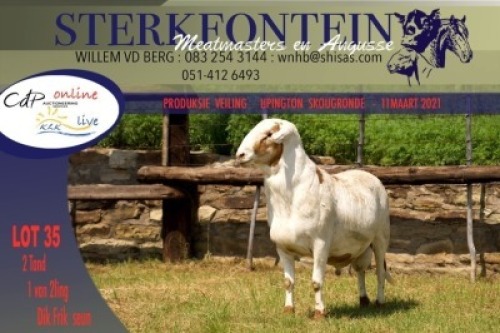 1X Meatmaster Ram Sterkfontein Meatmasters