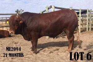 1 x DRAUGHTMASTER BULL