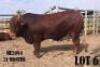 1 x DRAUGHTMASTER BULL