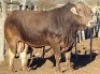 1 x BRAUNVIEH BULL