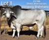 1 x BRAHMAN BULL