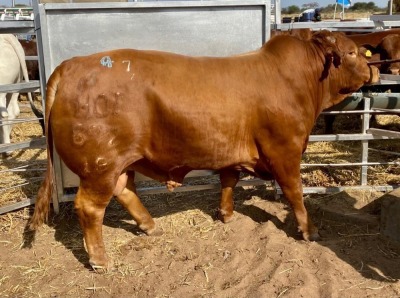 1 x SIMMENTAL BULL