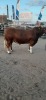 1 x SIMMENTAL BULL