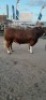 1 x SIMMENTAL BULL