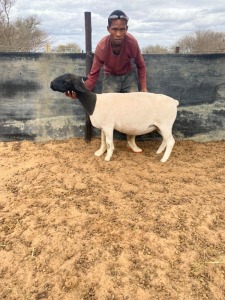 1 x BLACK HEAD DORPER EWE