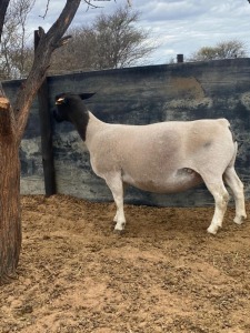 1 x BLACK HEAD DORPER EWE