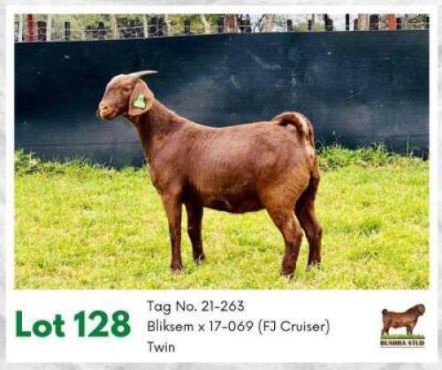 1 x KALAHARI RED EWE