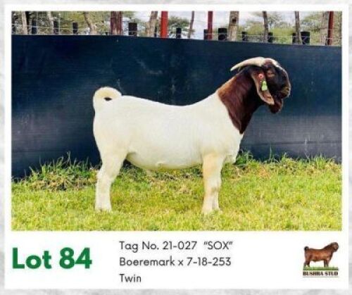 1 x BOER GOAT BUCK